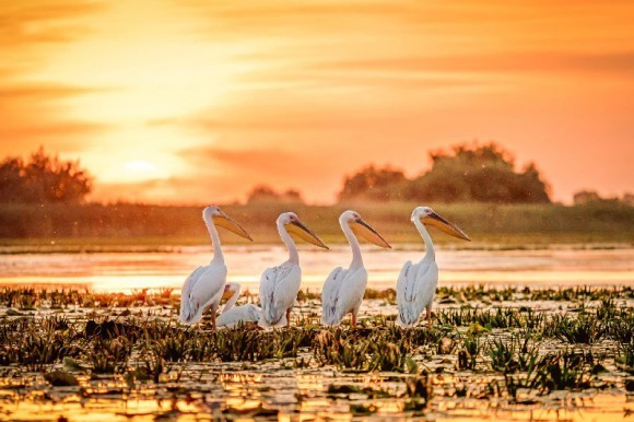 Dunai hajóút Duna delta - Bécs MS Nestroy